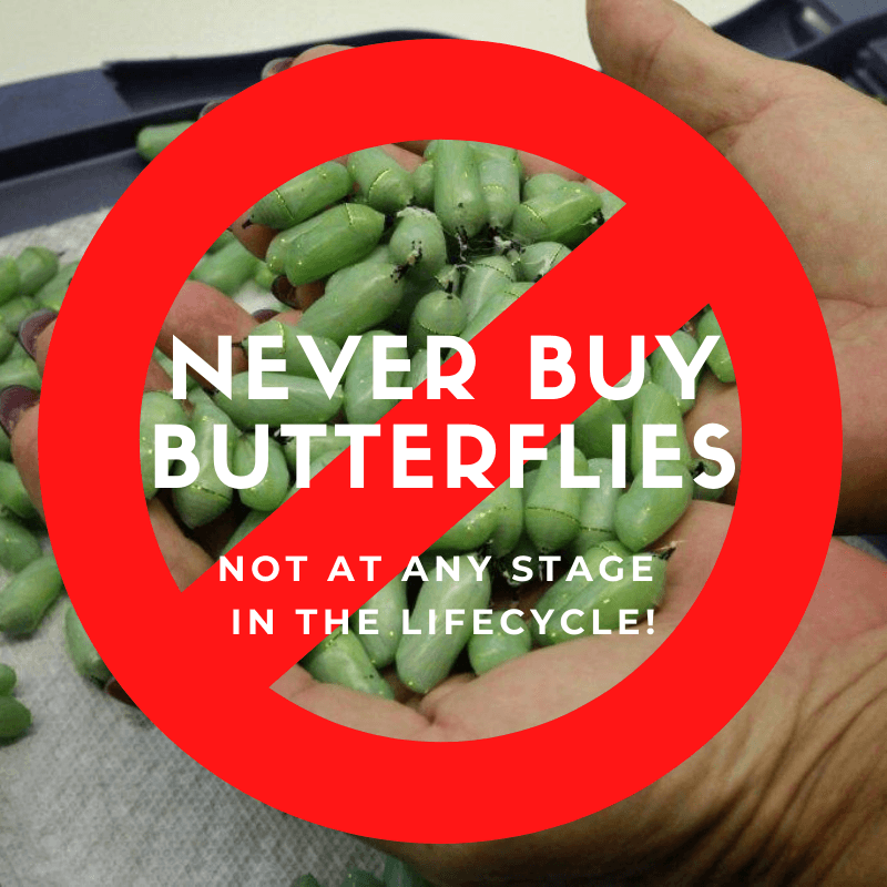 Never Buy Butterflies