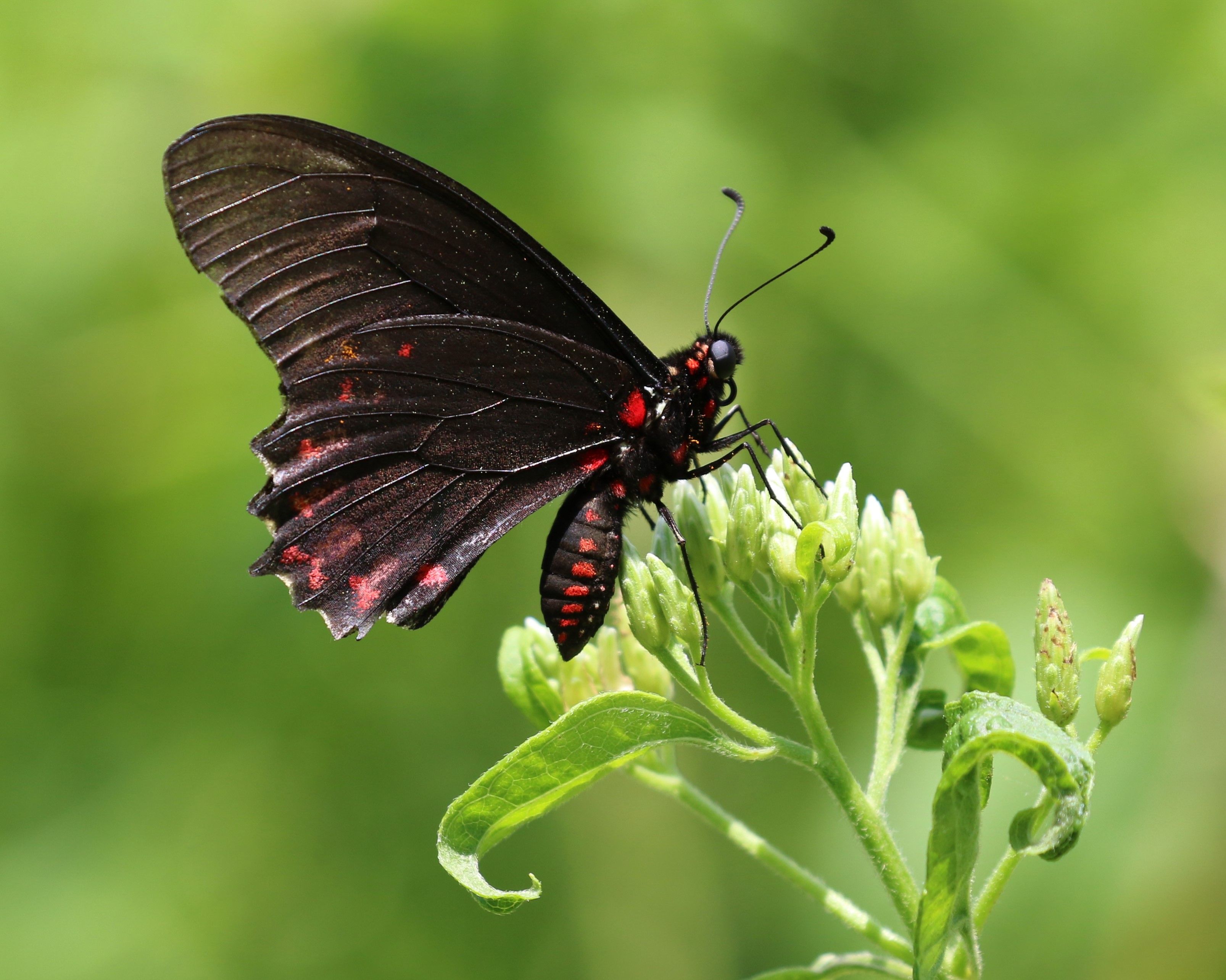 Red sided Swallowtail a NBC 5 19 15 955A5843 2