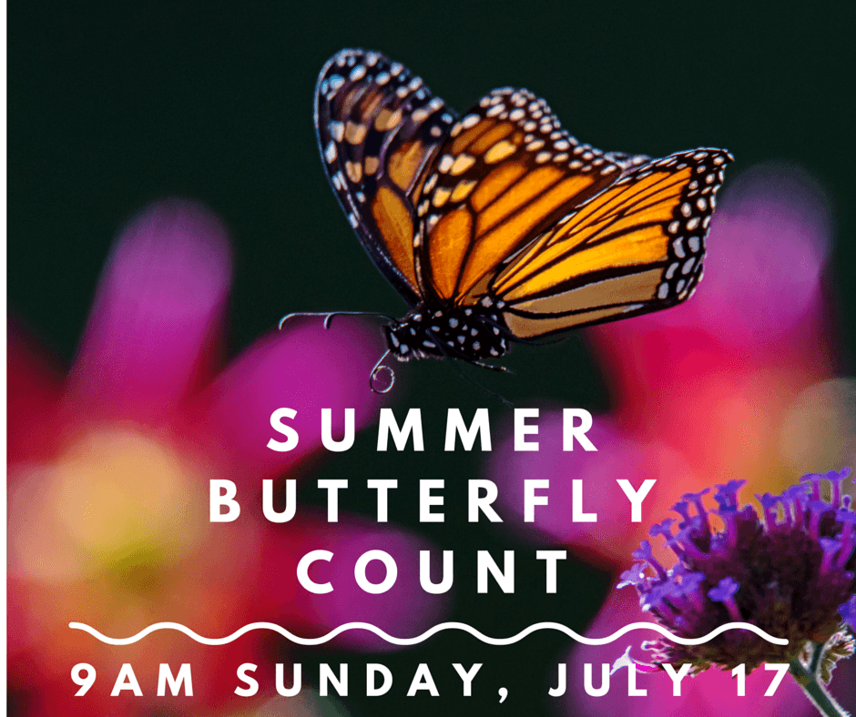 Summer Butterfly Count