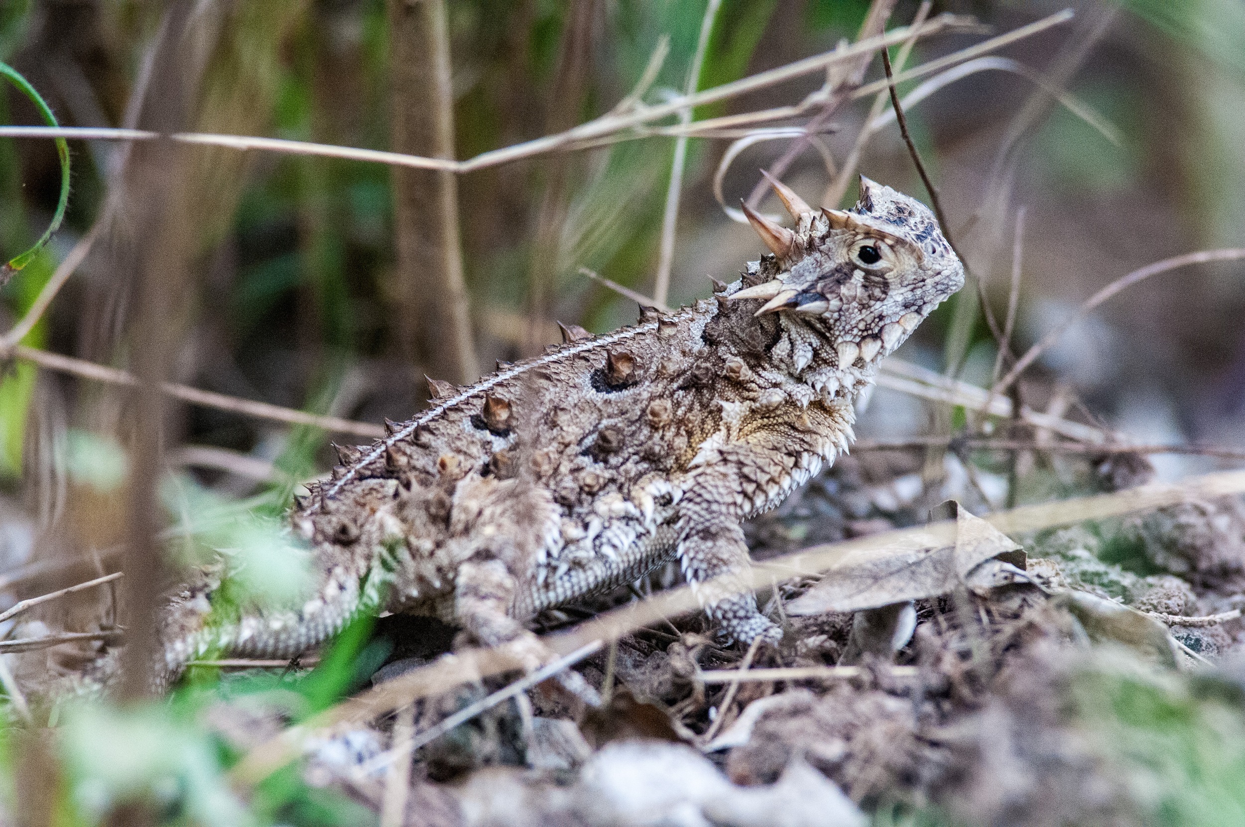Texas Horned Lizard Luciano resize