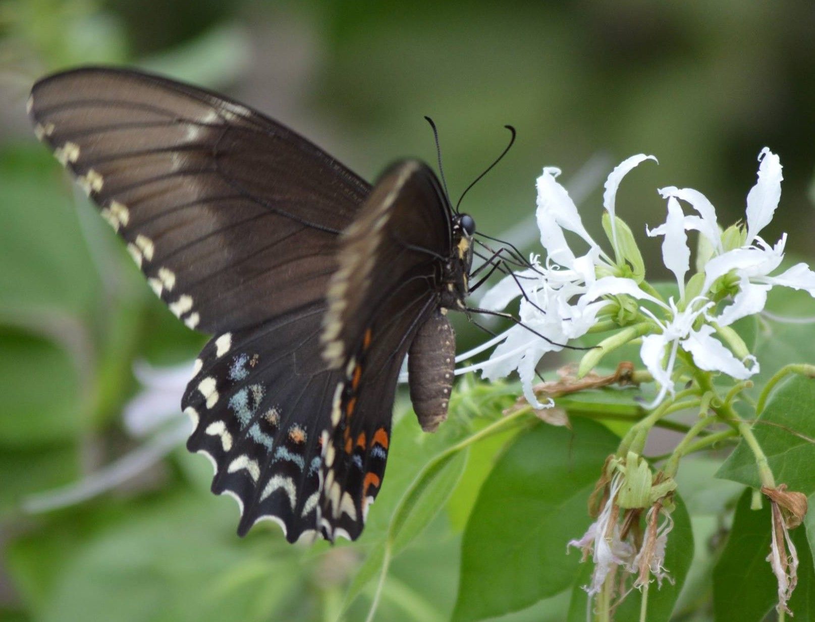swallowtail for Nectar